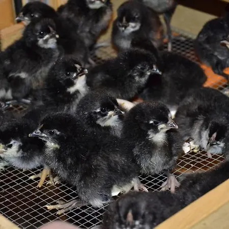 Hansel De La Ferme Du Schneeberg Dom wakacyjny Wangenbourg-Engenthal