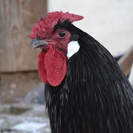 بيت للعطل Hansel De La Ferme Du Schneeberg
