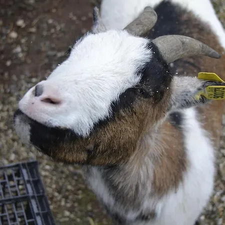 Hansel De La Ferme Du Schneeberg * Wangenbourg-Engenthal