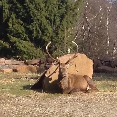 Hansel De La Ferme Du Schneeberg *