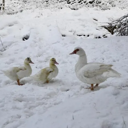 Hansel De La Ferme Du Schneeberg *