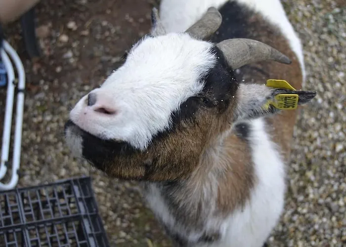 Hansel De La Ferme Du Schneeberg * Wangenbourg-Engenthal