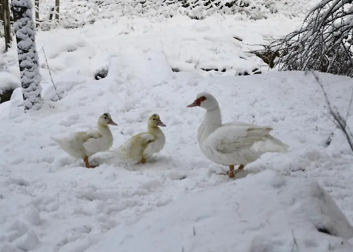 Hansel De La Ferme Du Schneeberg *